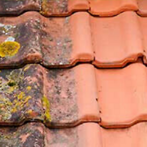 View Moss & Algae Control